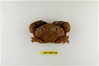 藏品(光手滑面蟹)的圖片